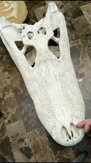 Fascinating Alligator Adaptations: A Closer Look at These Smart Reptiles