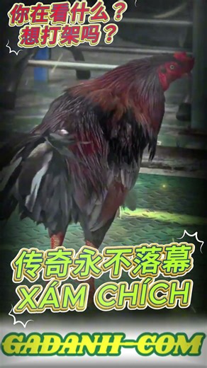 Xám Chích Kinh Nghiệm Nuôi Gà Chọi Thực Tế Từ Người Chơi Lâu Năm