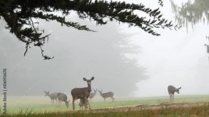 Wild deer defecating or peeing while grazing on green lawn, foggy forest trees. Young animal pooping or pissing on grass. Mammal defecation in nature. Digestive system. Funny pose or comic posture.