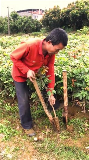 Effective Tree Seedling Digging Tools #farmingtools