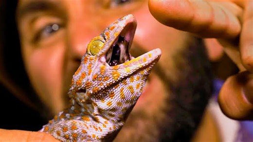 What really happens when a gecko bites