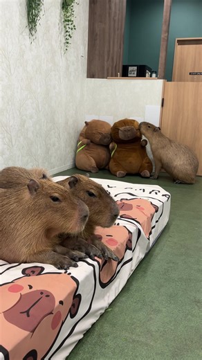 Explore Three Unique Capybaras in Tokyo