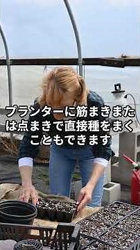 レタスをプランターで栽培して毎日新鮮サラダ！短期間で収穫できるリーフレタスがおすすめ！ #リボベジ #プランター菜園 #ベランダ菜園 #ガーデニング #shorts