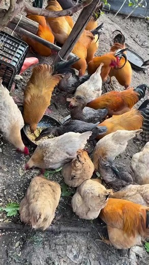 Exploring a Colorful Hen Farm on the Hillside