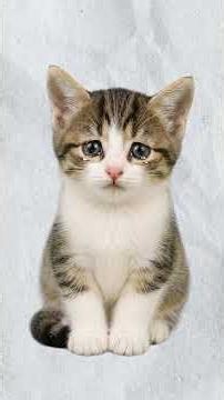 Social Anxiety Explained by Cats... 39