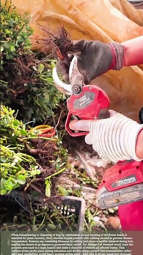 How to prune rose branches and roots when transplanting #smartfarming #gardeningtips #farmtips