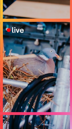VRT Radio 2 on Instagram: "De carrière van Paloma Blanka gaat hard!🔥Volg haar livestream 24/7 via het Radio 2-kanaal op VRT MAX!"