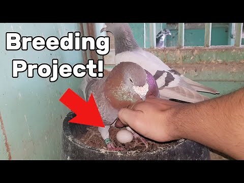 Yellow Racing Pigeon Breeding Project