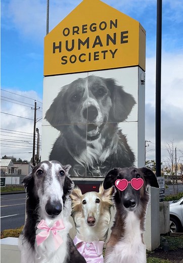 Adoptable Dogs Ready for a Home at Oregon Humane Society
