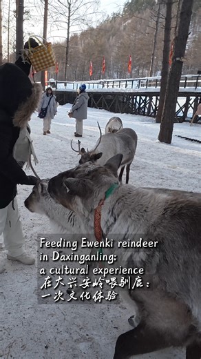 In the snowy forests of the Greater Khingan Mountain Range – which spans northwestern Heilongjiang and northeastern Inner Mongolia and is also known as Daxing'anling – the Ewenki people have a long tradition of reindeer herding. Today, visitors can also take part in feeding the reindeer. The moss in our hands is their main food. Feeding them is more than an activity – it's a way to engage with and share their culture. #Inheritors #Heritage #ChinaTravel #BetterLife #SpringFestival2026 #YearOfHors
