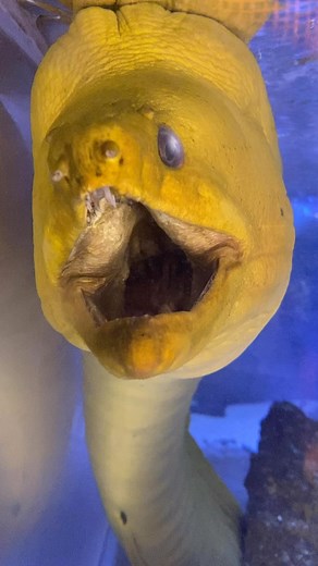 1.4K views · 46 reactions | Look at the mug on this massive eel @floatingseaaquatics #eel #followthewhale #morayeel #moray #yellow #predator #monsterfish #predatorfish #poweredbysicce | SICCE | Facebook