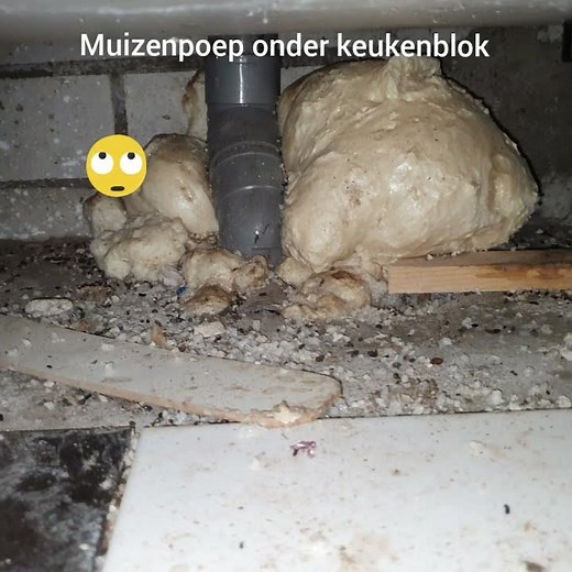 Wat te doen tegen muizen in je keuken?