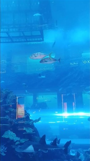 🐠 Dubai Aquarium Tunnel 💙✨ #DubaiAquarium #DubaiMall