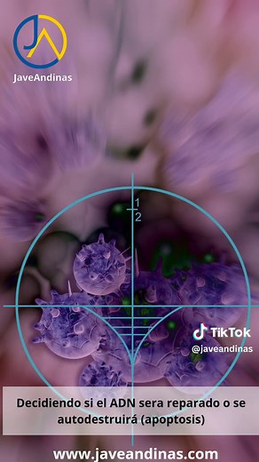 Función de la proteína p53 en el cuerpo humano