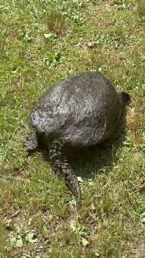 Hunting turtles #nature #turtlewatching