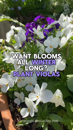 Angela Judd on Instagram: "Sprinkle viola seeds now and enjoy flowers all cool season. I like to tuck viola seeds all around the garden. They’re easy to grow from seed, and in mild winter climates, they’ll bloom all season. The flowers are edible, pollinators love them, and they add color wherever they pop up. They’re one of the simplest cool-season flowers to add to beds, borders, or containers. Want my viola growing guide with tips and favorite varieties? Comment SEND and I’ll DM it to you. #V