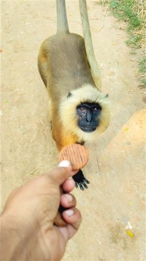 Hanuman #hanuman #hanumanji #short #shortvideo #ytshorts