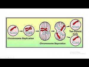 Nondisjunction of chromosome in mitosis , meiosis I and meiosis II