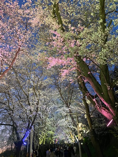 2026 강화 북문 벚꽃길