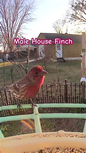 🐦 Male House Finches: The Most Handsome Bird at the Feeder Today?