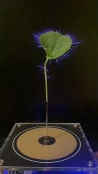 Leaf Floating Experiment | Easy DIY Magnetic Trick|bulb&Patato