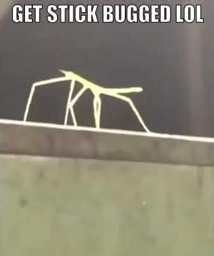 Get stick Bugged Lol full Version #comedy #bug #lol ￼#memes