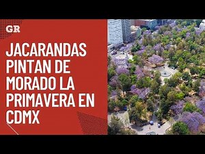 Jacarandas pintan de morado la primavera en CDMX