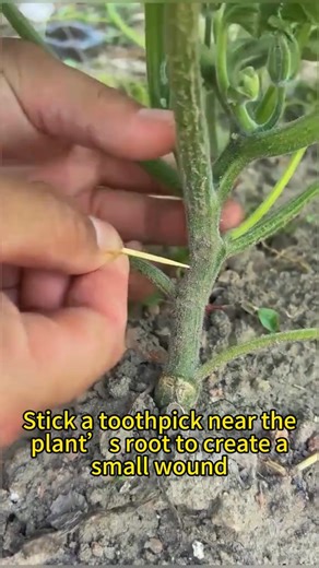 Pumpkins growing slow? This tiny trick boosts production fast!#GardenHack #PumpkinTips##HomeGarden##GardeningHacks #GrowYourOwn #PlantHack #PlantCare | Seed To Harvest