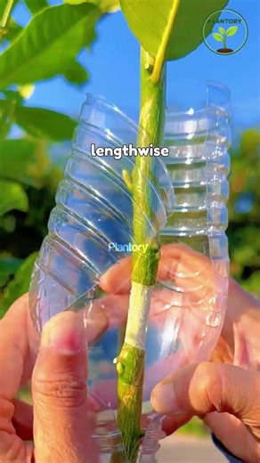 Air Layering Fruit Trees for Fast Rooting 🌳 #AirLayering #FruitTreePropagation #GardeningTips