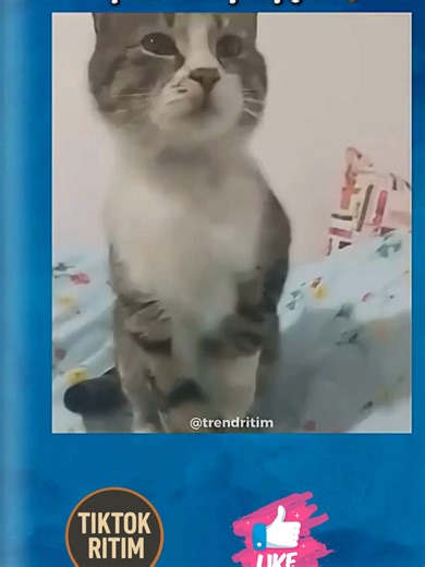 Kedinin Ayağına Bir Şey Oldu Sanan Kadının Komik Anısı