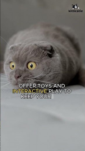 How to take care of scottish fold cat