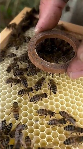 How Is The Queen Bee Marked 😱