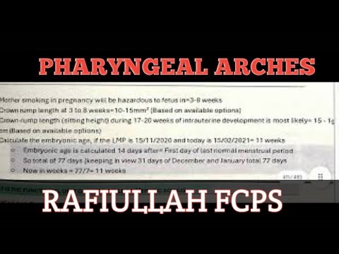 Pharyngeal arches made easy || Rafi embryology part 3