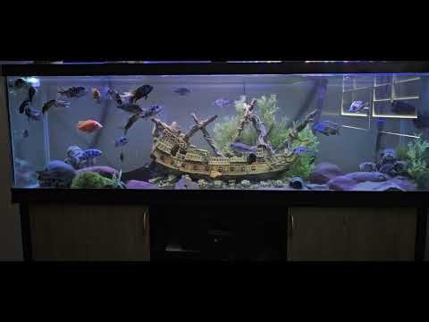 125 gallon African cichlid tank water change