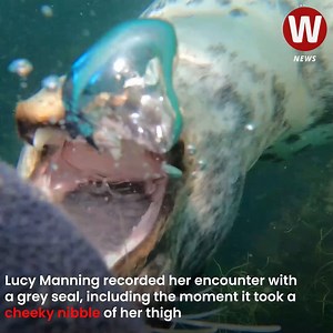A diver has captured her incredible encounter with a grey seal that took a cheeky nibble of her leg 🦭🫣 Full story: https://www.walesonline.co.uk/news/uk-news/moment-seal-takes-bite-divers-30219350 | WalesOnline