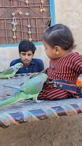 Shining 🌟 Cute Baby Parrot || 💝 Love Pets 💕 2025 Vlog #parrot #cutebaby #talkingparrot #pets #petslover #petlover #petsvlog #birds #babyvideos | Cute Baby Parrot