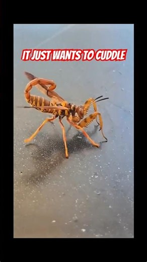 This Bug Is Pure Nightmare Fuel 😮😮 #wtf #insects #nightmarefuel #bugs #viral