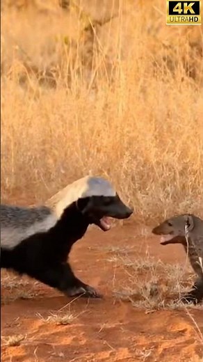Honey Badger vs Mongoose – The Most Fearless Fight in the Wild#viral#HoneyBadger#Mongoose#AnimalFigh