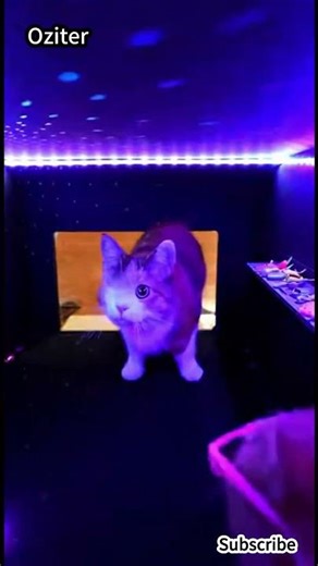 【喵喵迪斯科】欢迎来到小猫俱乐部！🐱满屋子的镜面球和复古派对，猫咪蹦迪实录！Disco Cat! 谁是舞池里最闪亮的星？小猫迪厅里疯狂的夜。超萌！小奶猫第一次参加迪斯科派对 满屏闪光球和猫爪舞步