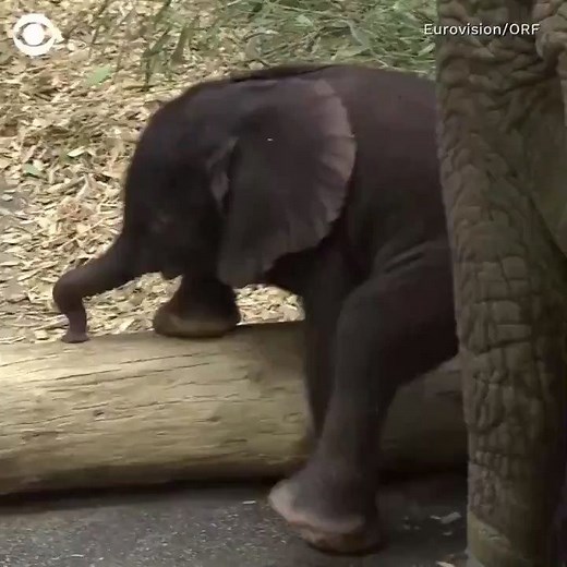 ADORABLE: This newborn baby elephant was introduced to the public for the first time Thursday — and made quite the impression. (CBS/VIDEO) | News 4 WIVB Buffalo