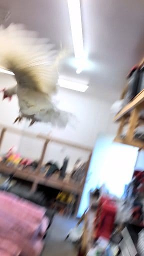 1.7K views · 15 reactions | I think they are protesting. Or maybe rebelling? I'm still working on the chicken coop, don't worry. #Minnesota #househunting #home #chicken #coop #dreamhome #family #realestate #entrepreneur | Bridger Hopkins | Facebook