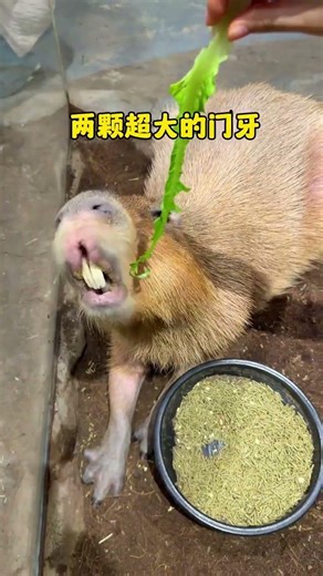 Can You Eat a Capybara? Explore the Capibara's Diet in China's Largest Zoo