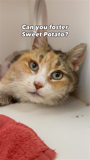 PAWS on Instagram: "If only Sweet Potato Pie could tell us what she’s been through these last 7 years! This kind senior is ready for some well-deserved rest in foster care, and when you read her story, you’ll see why. Sweet Potato was brought to our clinic for spay surgery after being picked up in a humane trap through our friends at Project Meow. When we ran a routine microchip scan, we discovered that she’d not only been spayed already – she’d been adopted from PAWS ten years ago! We got in to