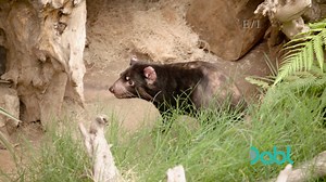 21K views · 35 reactions | Expert vets place a pacemaker inside a Tasmanian Devil to address heart arrhythmia. Catch WILD TIMES AT THE SAN DIEGO ZOO, FREE on #Dabl! Go to dabl.com for where to watch! | Iconic TV Moments | Facebook