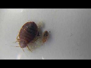 Live bedbugs in all stages Egg Nymph Adult - Frank The Pest Geek