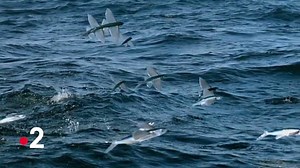 Dure, dure la vie de poisson volant. 😥 | France tv