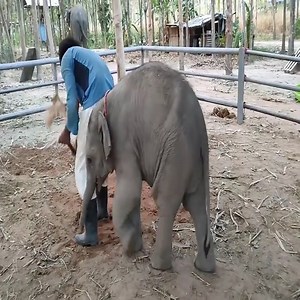 Play with cute baby elephants ❤ I Love elephants 🐘😍 | Elephant World