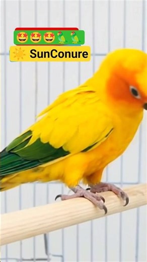 SunConure parrot🦜🥰