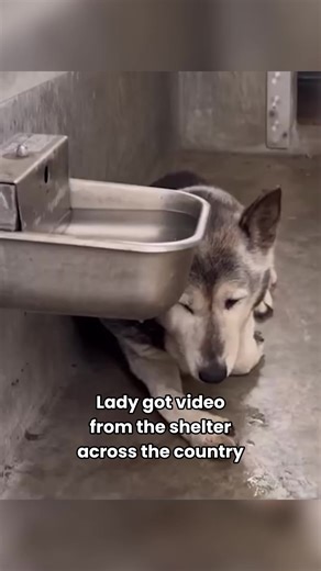 Senior Husky Travels Across Country To Find Home #dog #dogsoftiktok #animals