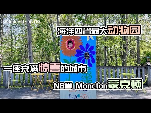 加拿大海洋四省最大枢纽城市Moncton蒙克顿之旅，一座让我们难忘的城市。｜ 游览蒙克顿磁力山动物园Magnetic Hill Zoo 【Zander明VLOG】
